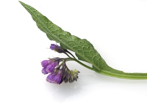 Beinwell, Symphytum officinale
