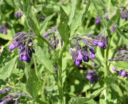 Beinwell, Symphytum, officinale