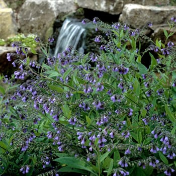 Beinwell  Symphytum officinale