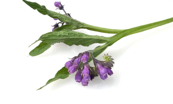 Beinwell, Symphytum, officinale, Heilpflanze