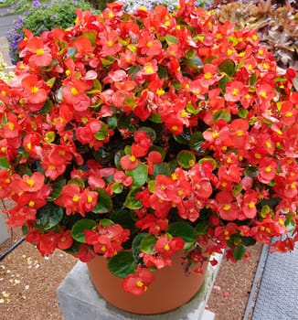 Begonie, Begonia, Knollenbegonie