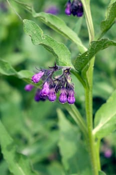 Beinwell, Symphytum officinale
