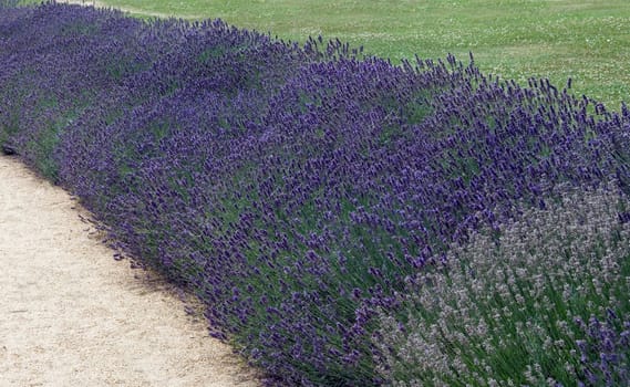 Beetumrandung  Lavendel
