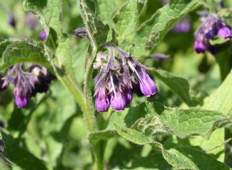 Beinwell, Symphytum, officinale
