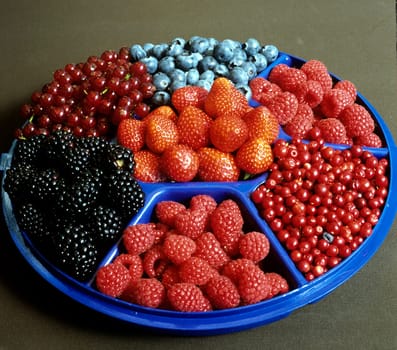 Beeren, Birne, Pyrus communis, Birnenbaum, Birnen, Birnenbaum, Ast,  Obstbaum, Frucht, Fruchtkoerper, Einzelfrucht, essbar, Fruechte, Obst, Baum, Laubbaum, Heilpflanzen, Nutzpflanze, Obstgehoelz, Kernobst, Kernobstgewaechs, birnensorte, Sorte, Heilpflanze, Nutzpflanzen, Obstgehoelze