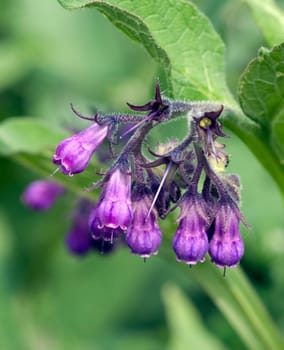 Beinwell, Symphytum officinale