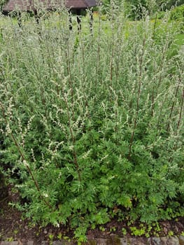 Beifuss  Artemisia  vulgaris, Heilpflanze