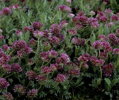 Berg-Wundklee  Anthyllis montana