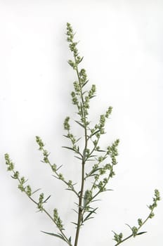 Beifuss, Artemisia, vulgaris, Heilpflanze, Kraeuter, Heilpflanzen, -