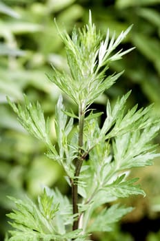 Beifuss, Artemisia, vulgaris, Heilpflanze, Kraeuter, Heilpflanzen, -