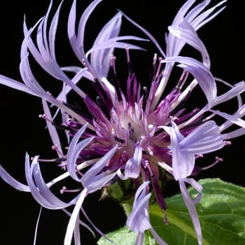 Berg-Flockenblume  Centaurea montana