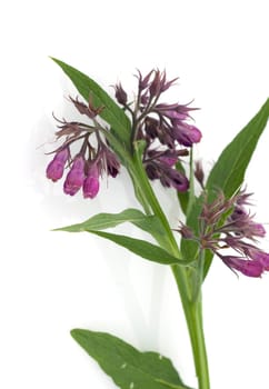 Beinwell, Symphytum, officinale, Heilpflanze