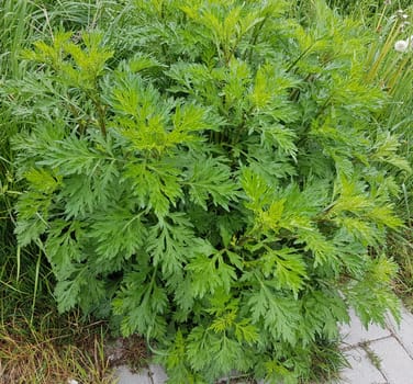 Beifuss  Artemisia  vulgaris, Sproessling