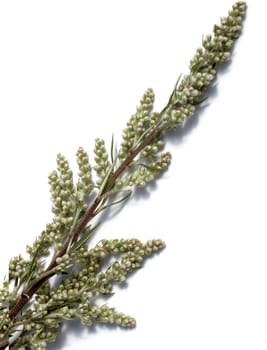 Beifuss, Artemisia, vulgaris, Heilpflanze, Kraeuter, Heilpflanzen, -