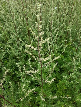 Beifuss  Artemisia  vulgaris, Heilpflanze