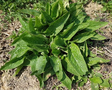 Beinwell  Symphytum  officinale