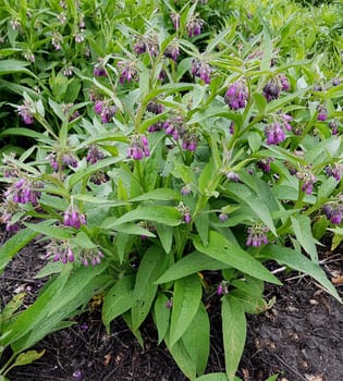 Beinwell, Symphytum, officinale