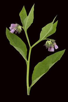 Beinwell  Symphytum  officinale