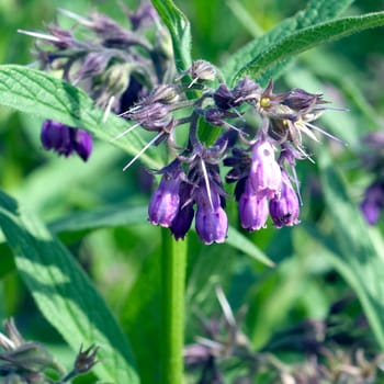 Beinwell  Symphytum  officinale