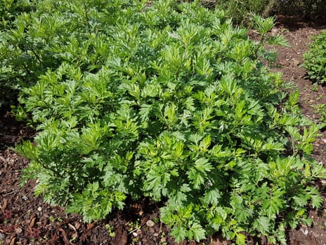 Beifuss  Artemisia  vulgaris, Sproessling