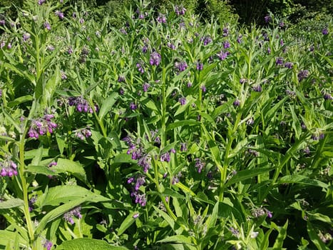 Beinwell, Symphytum, officinale, Heilpflanze