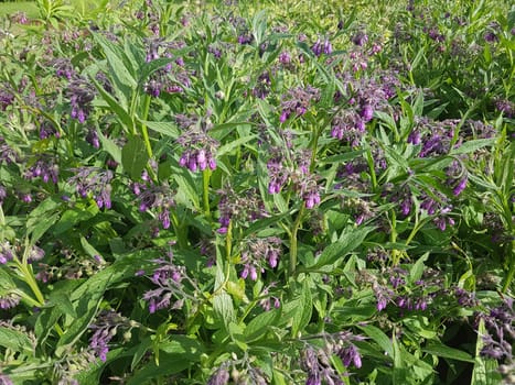 Beinwell  Symphytum  officinale