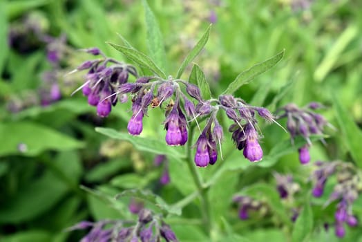 Beinwell, Symphytum, officinale