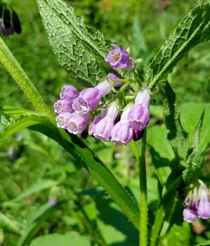 Beinwell, Symphytum, officinale