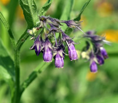 Beinwell, Symphytum, officinale