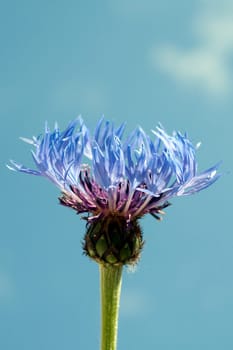 Berg-Flockenblume, Centaurea, montana