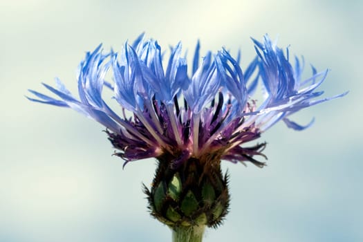 Berg-Flockenblume, Centaurea, montana