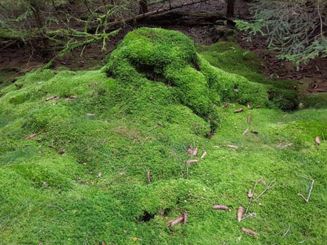 Baumstumpf, Baumstamm, Moos