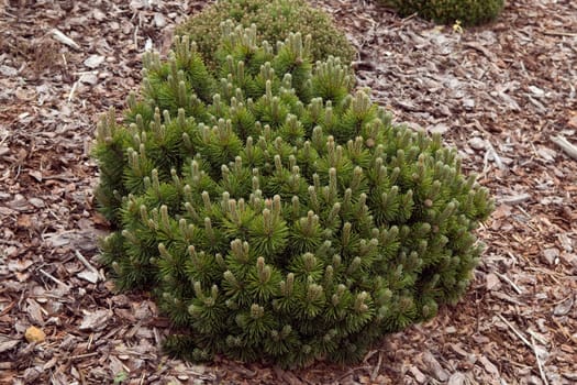 Bergkiefer, Kiefer, Pinus mugo, March