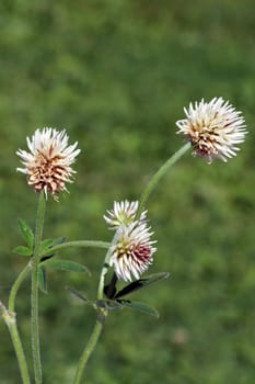 Berg-Klee, Trifolium, montanum