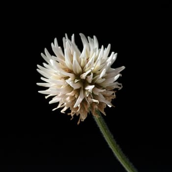Berg-Klee, Trifolium, montanum
