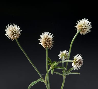 Berg-Klee, Trifolium, montanum