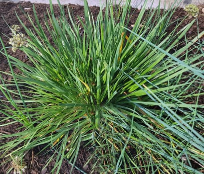 Berglauch, Allium senescens ssp. Montanum, Lauch, Kraeuter, Heilpflanze