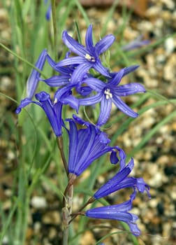Berglilien  Ixiolirion tataricum