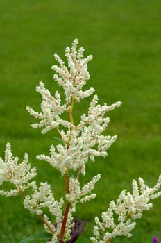 bergknoeterich, Aconogonon alpinum
