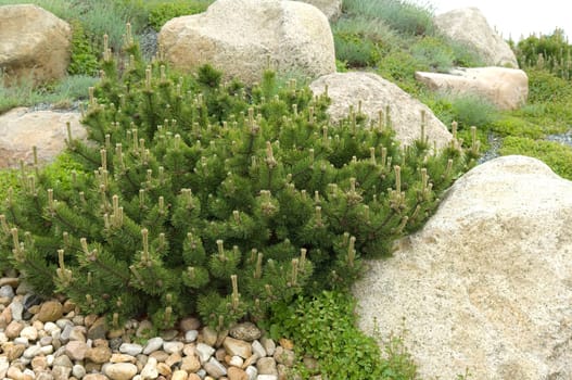 Bergkiefer, Kiefer, Pinus mugo