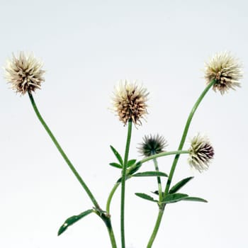 Berg-Klee, Trifolium, montanum