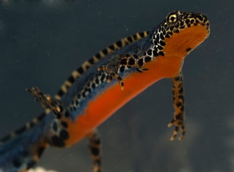 Bergmolch, Ichthyosaura alpestris