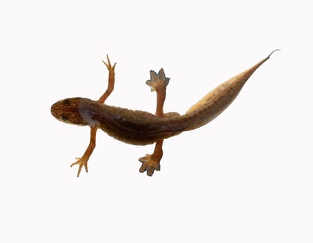 Bergmolch, Ichthyosaura alpestris, weiblich