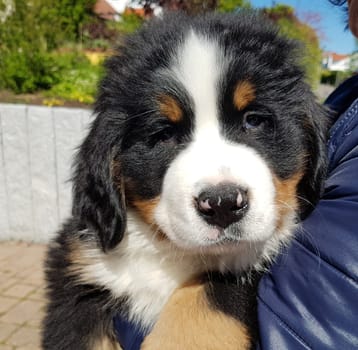 Bernhardiner oder  St. Bernhardshund ist eine  Hunderasse, die auch als Rettungshund in den Bergen eingestzt wird. St. Bernard or St. Bernard dog is a dog breed that is also used as a rescue dog in the mountains.