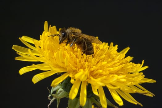 Biene  Loewenzahn  Taraxacum