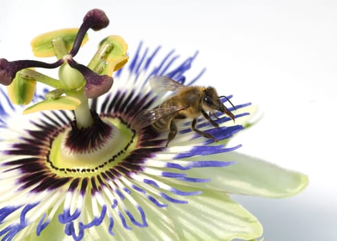 Passionsblume, Biene  bee
