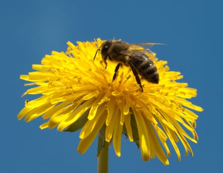Biene  Loewenzahn  Taraxacum  officinale