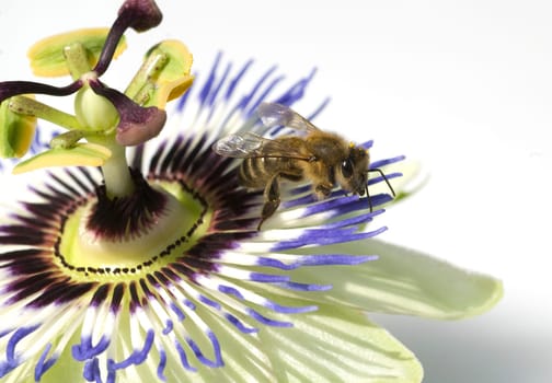 Passionsblume, Biene