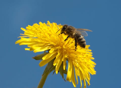 Biene  Loewenzahn  Taraxacum  officinale