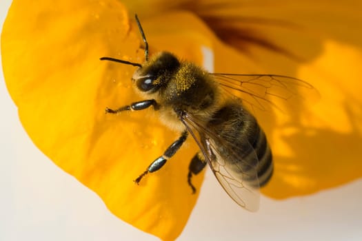 Biene  Apis, mellifera  Honigbiene